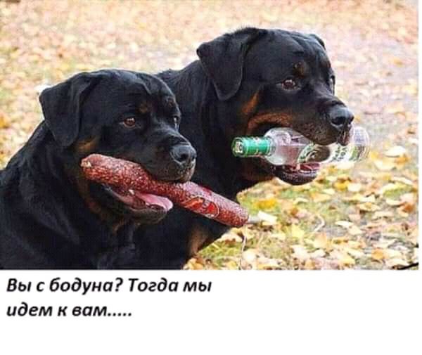 Вы с бодуна Тогда мы идем к вам