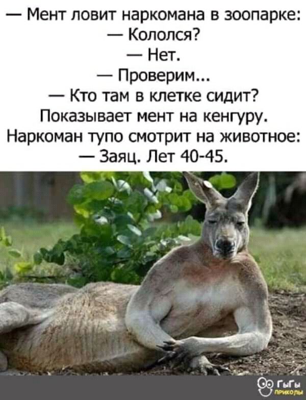 Мент ловит наркомана в зоопарке Кололся Нет Проверим Кто там в клетке сидит Показывает мент на кенгуру Наркоман тупо смотрит на животное Заяц Лет 40 45