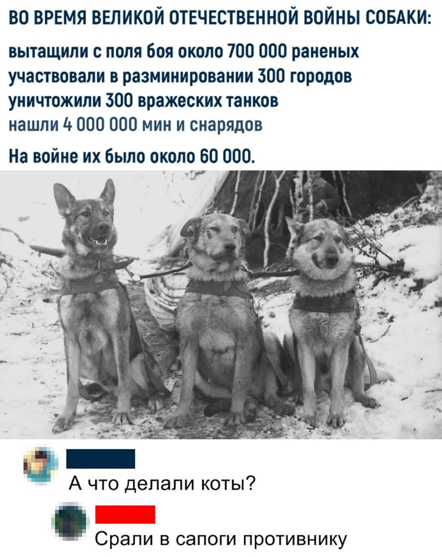 ВО ВРЕМЯ ВЕЛИКОЙ ОТЕЧЕСТВЕННОЙ ВОЙНЫ СОБАКИ вытащили с поля боя около 700 000 раненых участвовали в разминировании 300 городов уничтожили 300 вражеских танков нашли 4 000 000 мин и снарядов На войне их было около 60 000 А что делали коты Срали в сапоги противнику