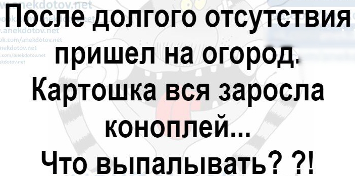 После долгого отсутствия пришел на огород Картошка вся заросла коноплей Что выпапывать