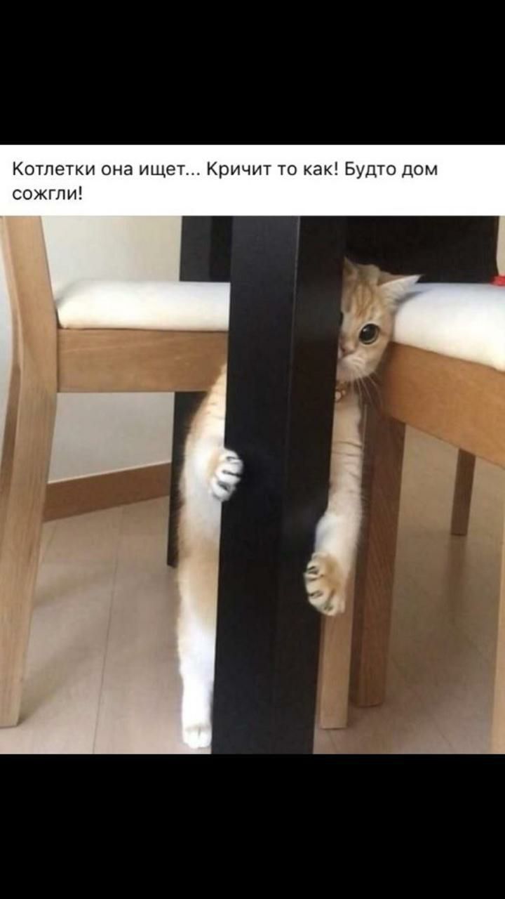 Котлетки она ищет Кричит то как Будто дом сожгли