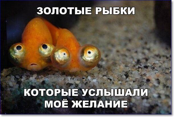 ЗОЛОТЫЕ РЫБКИ ъ КОТОРЫЕ УСЛЫШАЁЙ МОЁ ЖЕЛАНИЕ