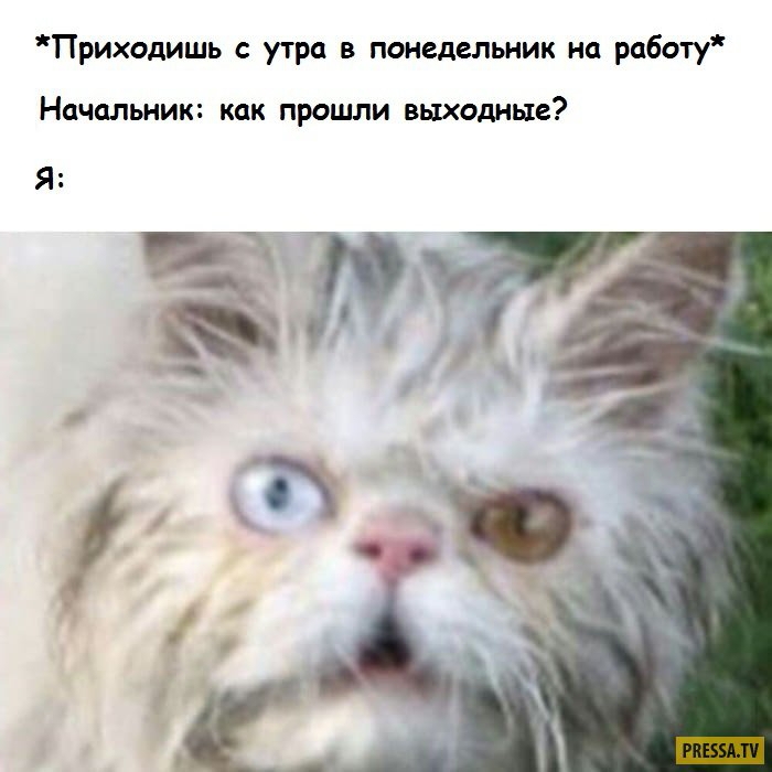 Приходишь с утра в понедельник на работу Начальник как прошли выходные Я