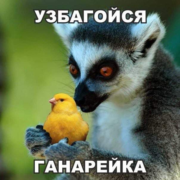 УЗБАЙФЙСЯ