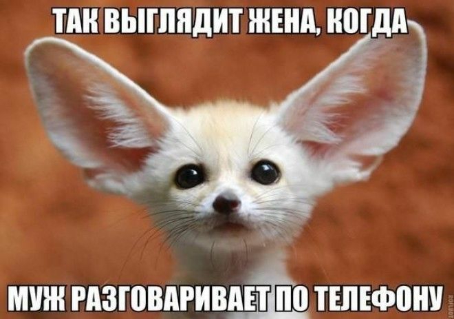 ТМГВЫШЯДИТ ЖЕНА Н0Гдд мшн рдзговдгивщЩд тшвфони