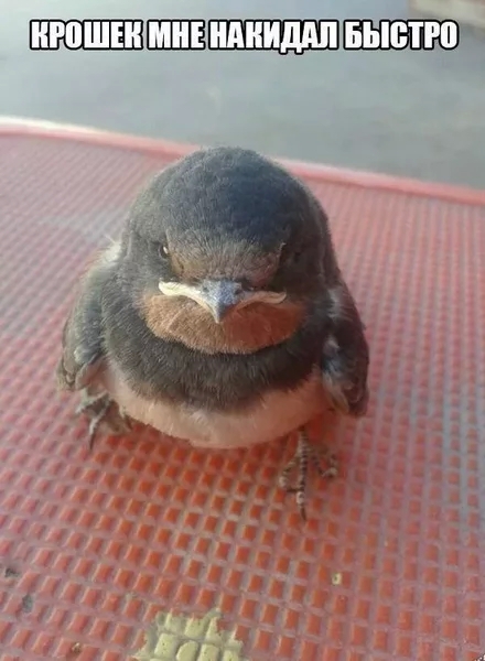 ШЩШШ
