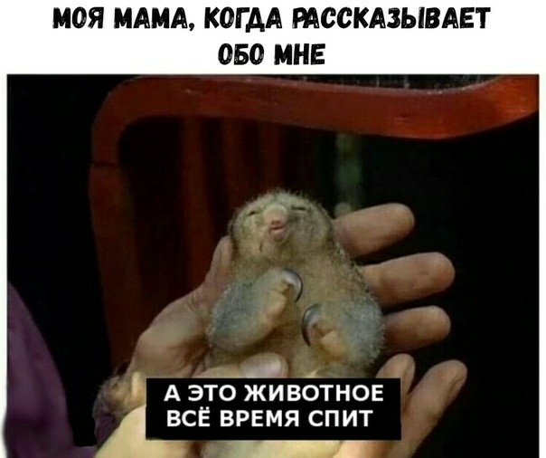 МОЯ МАМА КОГДА РАССКАЗЫВАЕТ ОБО МНЕ Мд А ЭТО ЖИВОТНОЕ ВСЁ ВРЕМЯ СПИТ _