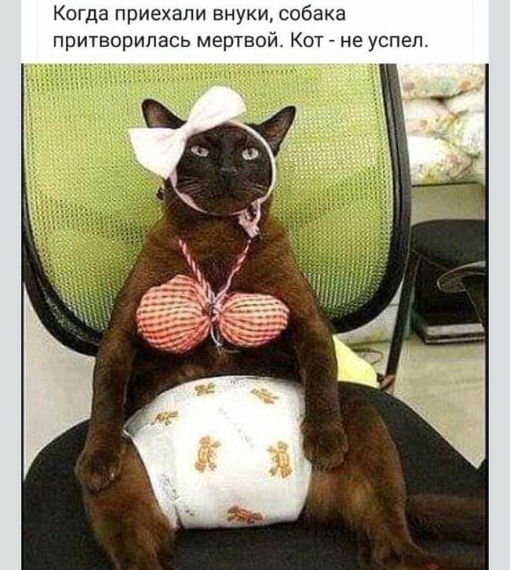 Когда п иехали внуки собака притворилась мертвой Кот не успел