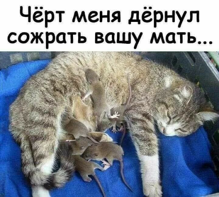 Чёрт меня дёрнул сожрать вашу мать у