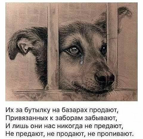 Их за бутылку на базарах продают Привязанных к заборам забывают И лишь они нас никогда не предают Не предают не продают не пропиваю