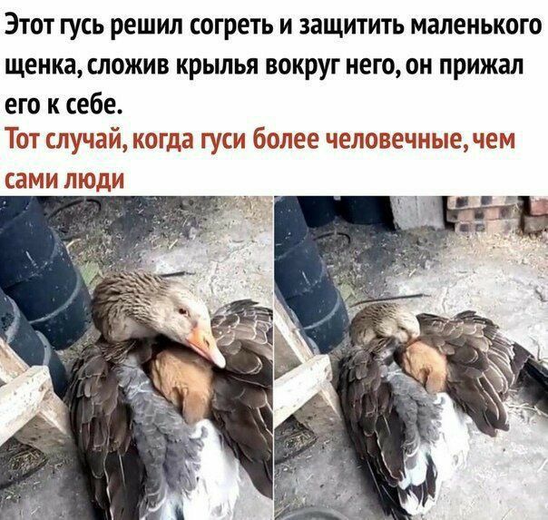 Этот гусь решил согреть и защитить маленького щенка сложив крылья вокруг него он прижал его к себе Тот случай когда гушу более человечныачем сами люди