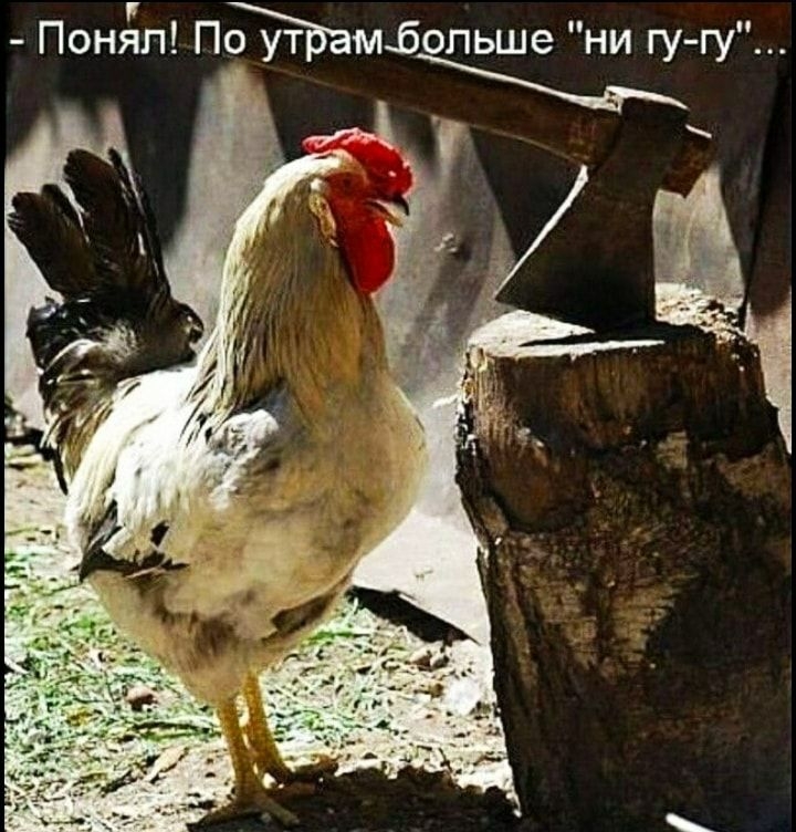 Понял ПЪмбопьше ни гугу