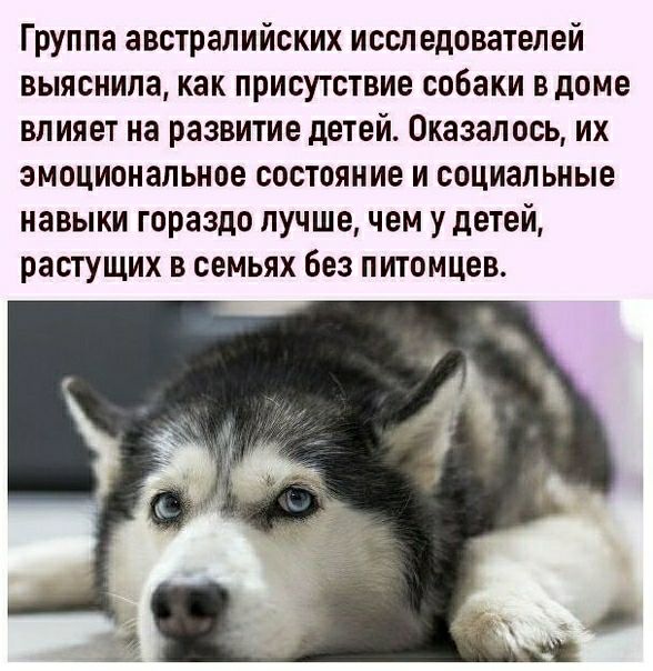 Группа австралийских исследователей выяснила как присутствие собаки в доме влияет на развитие детей Оказалось их эмоциональное состояние и социальные навыки гораздо лучшечем у детей растущих в семьях без питомцев