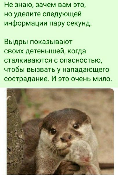 Не знаю зачем вам это но уделите следующей информации пару секунд Выдры показывают своих детенышей когда сталкиваются с опасностью чтобы вызвать у нападающего сострадание И это очень мило