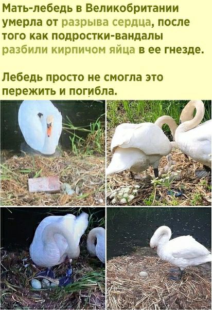 Мать лебедь в Великобритании умерла от после того как подростки вандалы веегнезде Лебедь просто не смогла это пережить и погибла
