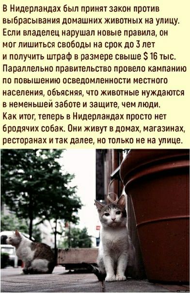 В Нидерландах был принят закон против выбрасывания домаШних животных на улицу Если владелец нарушал новые правила он мог лишиться свободы на срок до Зпвт и получить штраф в размере свыше 5 15 тыс Параллельно лравитепьсгво провело кампанию пп повышению псввдпмлениппти местиогп населения пбъявняя что животные нуждаются в иемеиьшей заботе и защите чем люди Как ишг еперь в Нидерландах прпсю не бродячи
