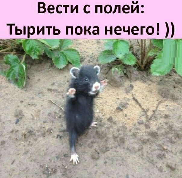 Вести с полей Тырить пока нечего ё