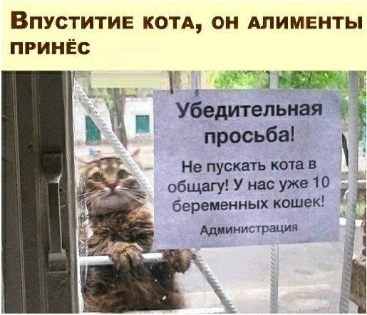 ВПУСТИТИЕ КОТА ОН АПИМЕНТЫ ПРИНЁС Ь _ Т УЁедитепьиая просьба Не пускать кота в общагу У нас уже 10 Г а беременных кошек Администрация г