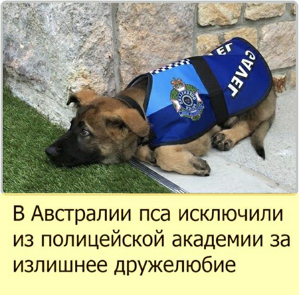 В Австралии пса исключили из полицейской академии за излишнее дружелюбие