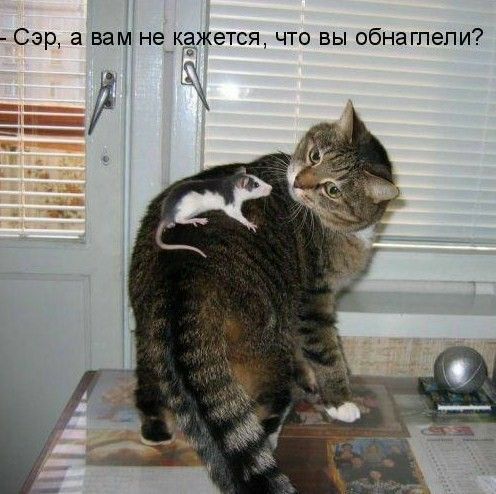 Сэр а вам не кажется что вы обнагпепи