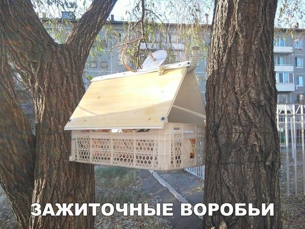 п _ ёджиточн _ ю Биг воровьи