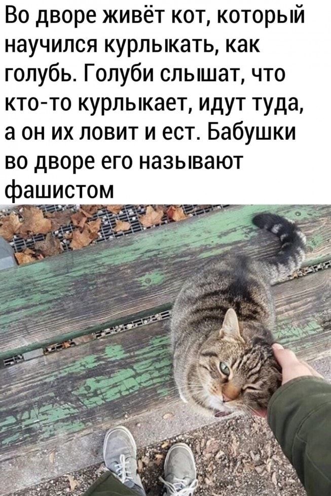 Во дворе живёт кот который научился курлыкать как голубь Голуби слышат что ктото курлыкает идут туда а он их ловит и ест Бабушки во дворе его называют фашистом