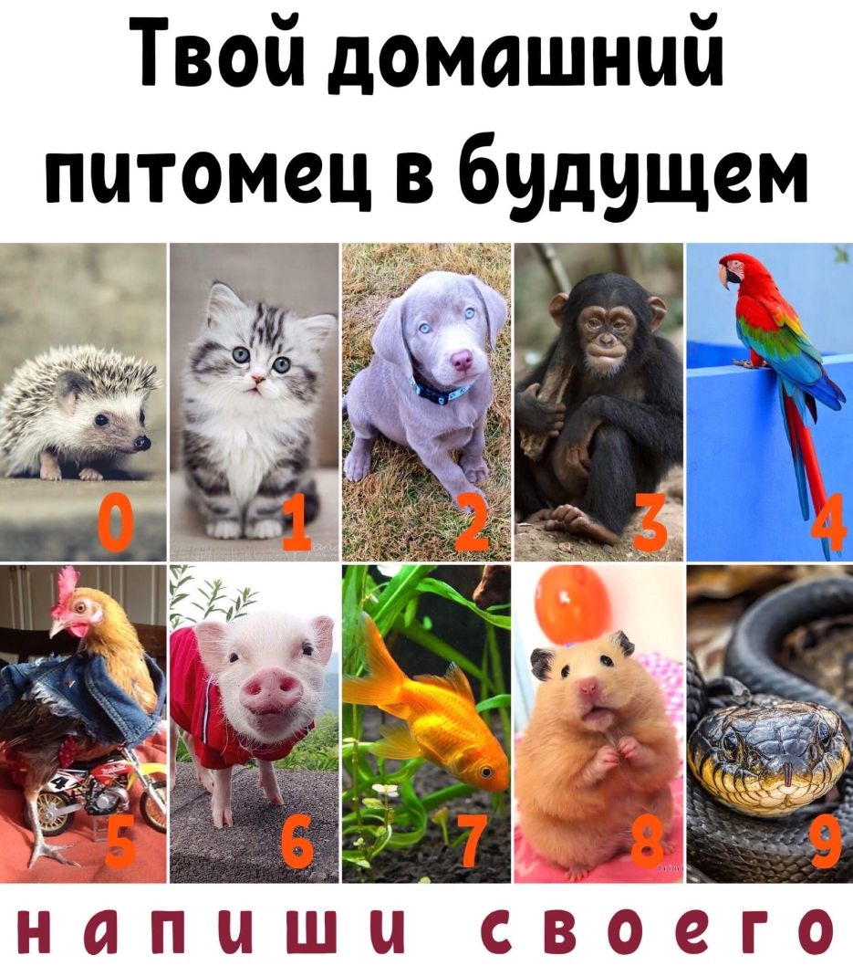 Твой домашний питомец в будущем НЙПЦШЦ СВОЗГО