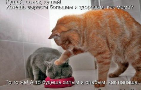 и катками То то же А то будешв хипым и слабым так папаша