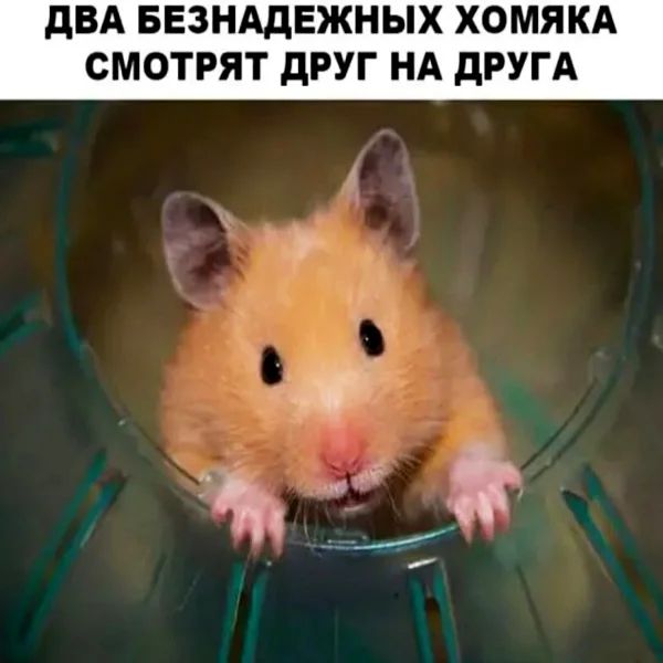 дВА БЕЗНАДЕЖНЫХ ХОМЯКА СМОТРЯТ дРУГ НА дРУГА