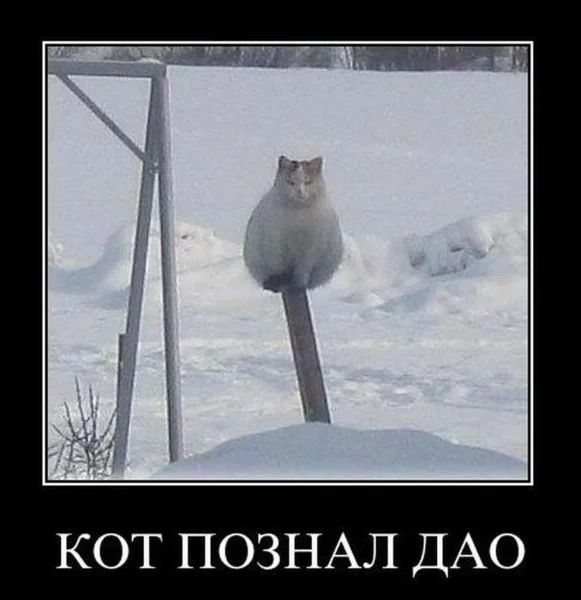КОТ ПОЗНАЛ ДАО