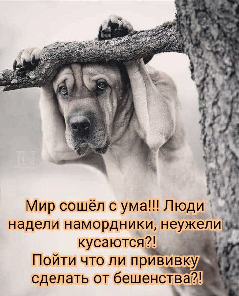 Мир сошёл с ума Люди надели намордники неужёли кусаются Пойти что ли прививку __ сделать от бешенстеаг