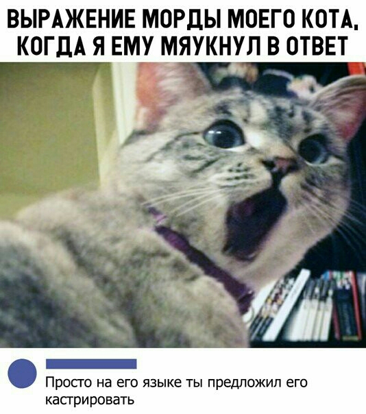 ВЫРАЖЕНИЕ МОРДЫ МОЕГО КОТА Просго на его языке ты предложил его каприровать
