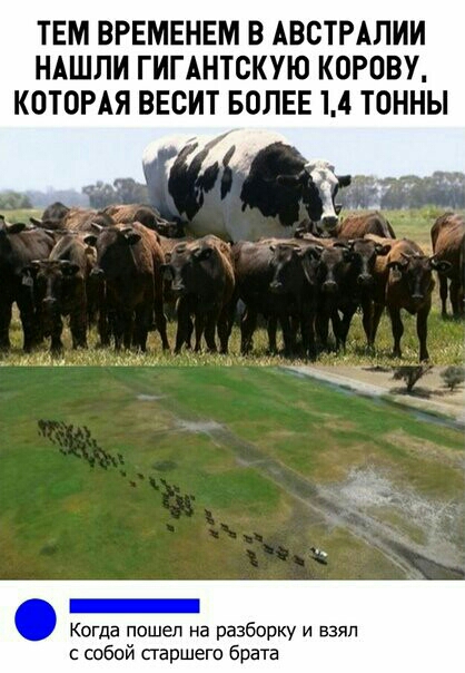 ТЕМ ВРЕМЕНЕМ В АВСТРАЛИИ НАШЛИ ГИГАНТОКУЮ КОРОВУ КОТОРАЯ ВЕОИТ БОЛЕЕ 14 ТОННЫ _Жимц33мд и _ Когда пошел на разборку и взял с собой старшего брата