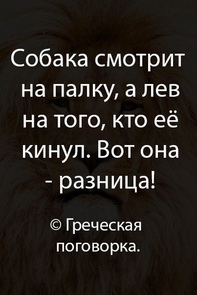Собака смотрит на папку а лев на того кто её кинул Вот она разница Греческая поговорка