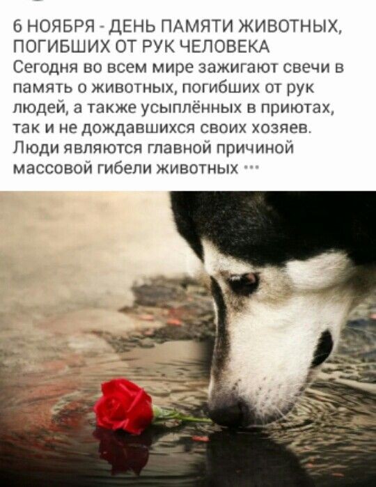 6 НОЯБРЯ ДЕНЬ ПАМЯТИ ЖИВОТНЫХ ПОГИБШИХ ОТ РУК ЧЕЛОВЕКА Сегодня во всем мире зажигают свечи в память о животных погибших от рук людей а также усыппенных в приютах так и не дождавшихся своих хозяев Люди являются главной причиной массовой гибели животных