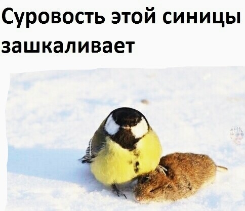 Суровость этой синицы зашкаливает