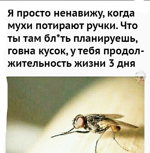 Я просто ненавижу когда мухи потирают ручки Что ты там блть планируешь говна кусокутебя продол жительность жизни 3 дня