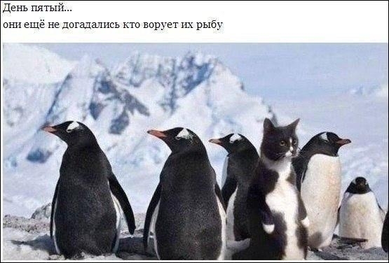 День пятый они ещё не догадмись ворует их рыбу