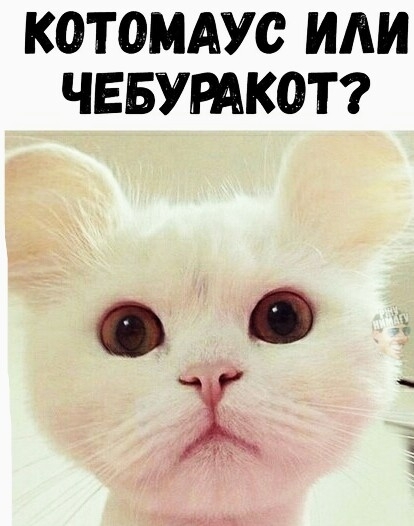 КОТОМАУС ИАИ ЧЕБУРАКОТ