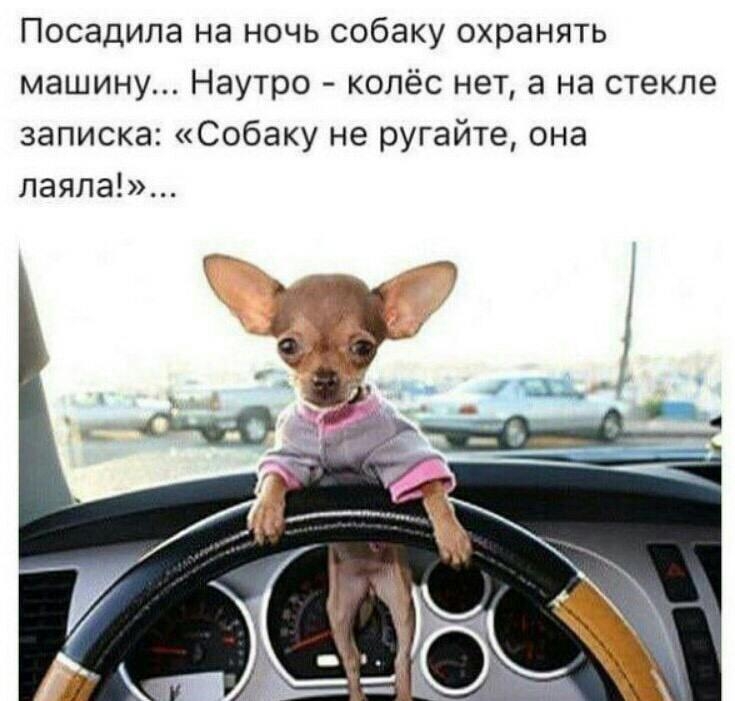 Посадила на ночь собаку охранять машину Наутро колёс нет а на стекле записка Собаку не ругайте она лаяла