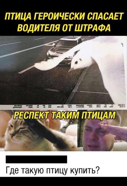 Где такую птицу купить