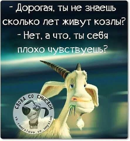 дорогая ты не знаешь сколько пет живут козлы Нет а цто ты себя