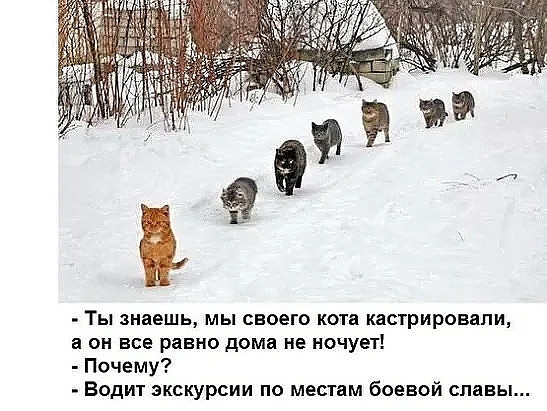 Ты знаешь мы своего кота кастрировали а он все равно дома не ночует Почему Водит экскурсии по местам бсевой славы