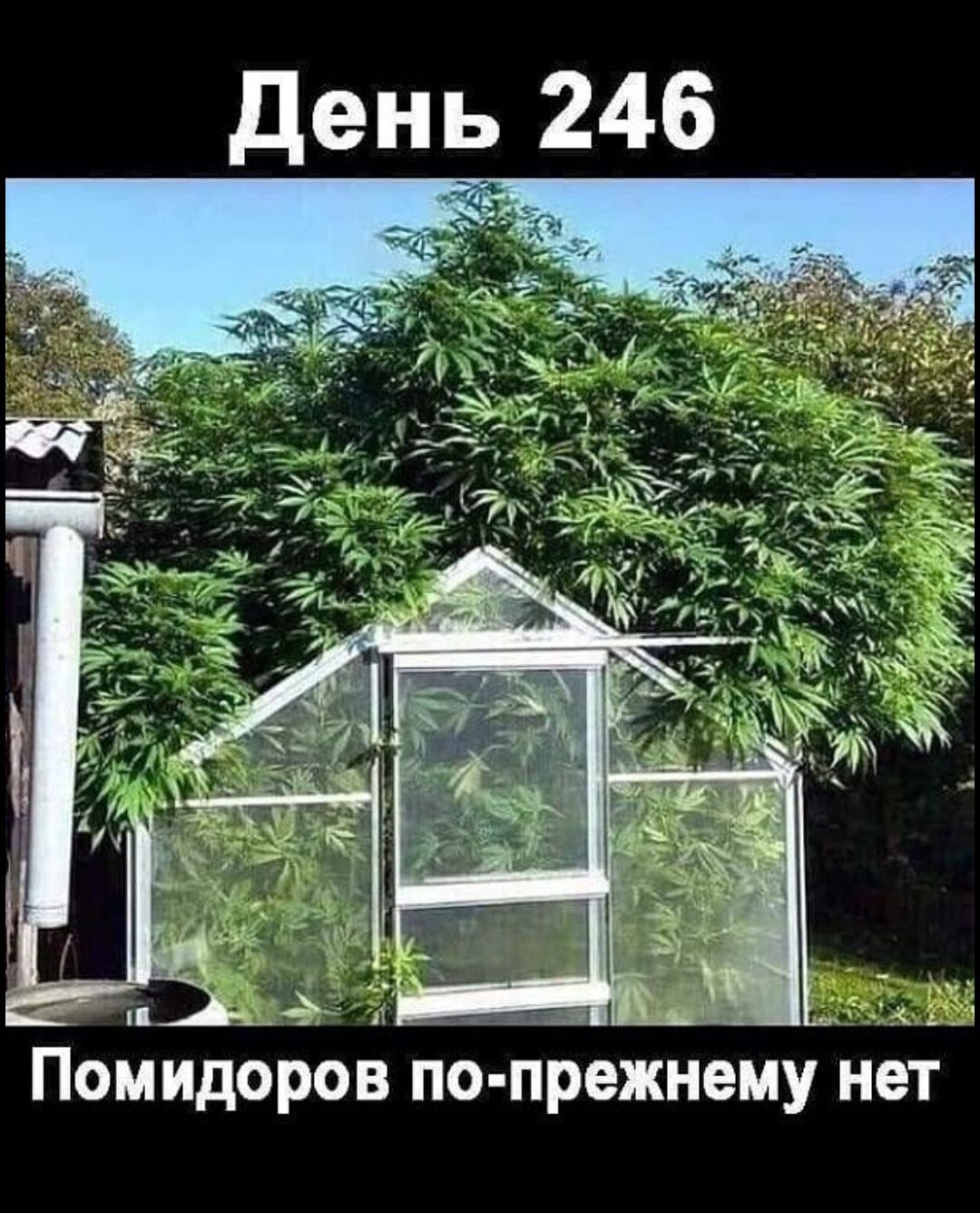 Помидоров по п
