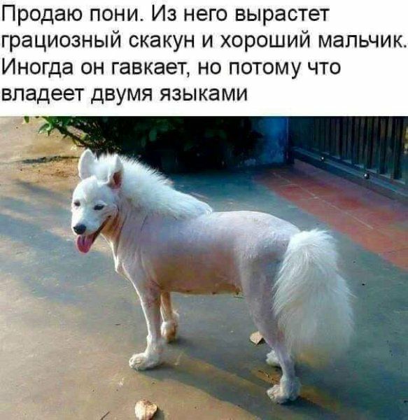 Продаю пони Из него вырастет грациозный скакун и хороший мальчик Иногда он гавкает но потому что владеет двумя языками
