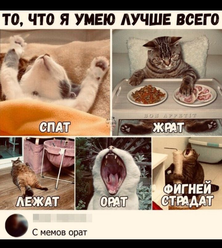 _ ТО ЧТО Я УМЕЮ ЛУЧШЕ ВСЕГО С мемов орат