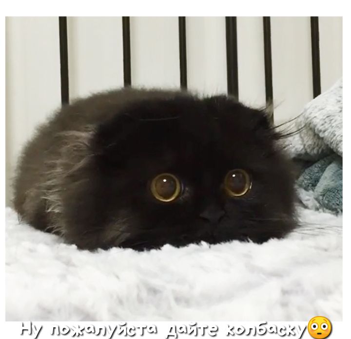 гіу пэттлуіхсгы дайте хэлбдсху