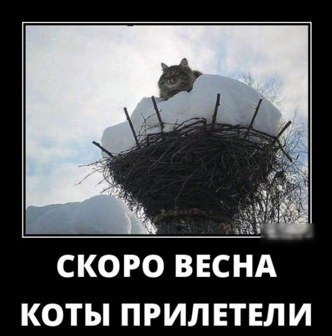 СКОРО ВЕСНА КОТЫ ПРИЛ ЕТЕЛ И
