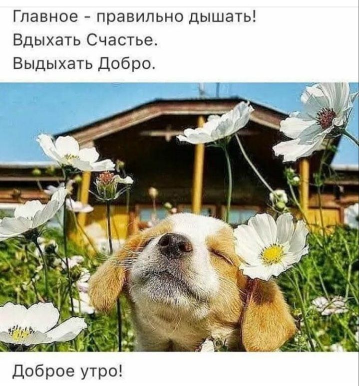 Главное правильно дышать Вдыхать Счастье Выдыхать Добро Доброе утро