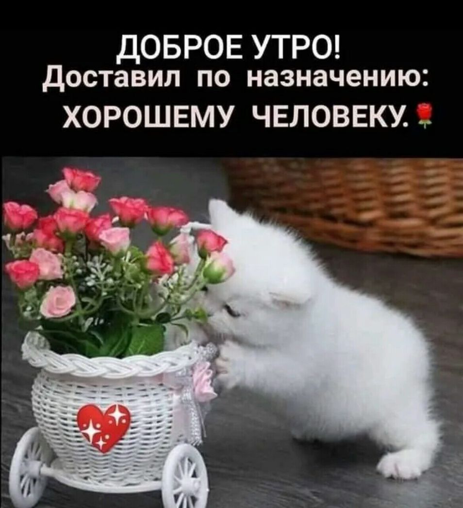 ДОБРОЕ УТРО Доставил по назначению ХОРОШЕМУ ЧЕЛОВЕКУ